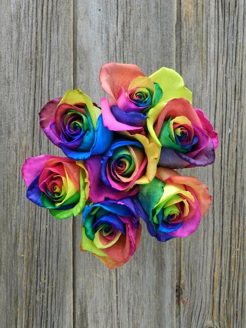  RAINBOW  TINTED ROSES